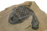 Curled Hollardops Trilobite - Foum Zguid, Morocco #275232-2